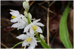 Chlorophytum tuberosum